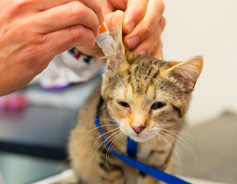 Ушной клещ у кошек - симптомы и лечение