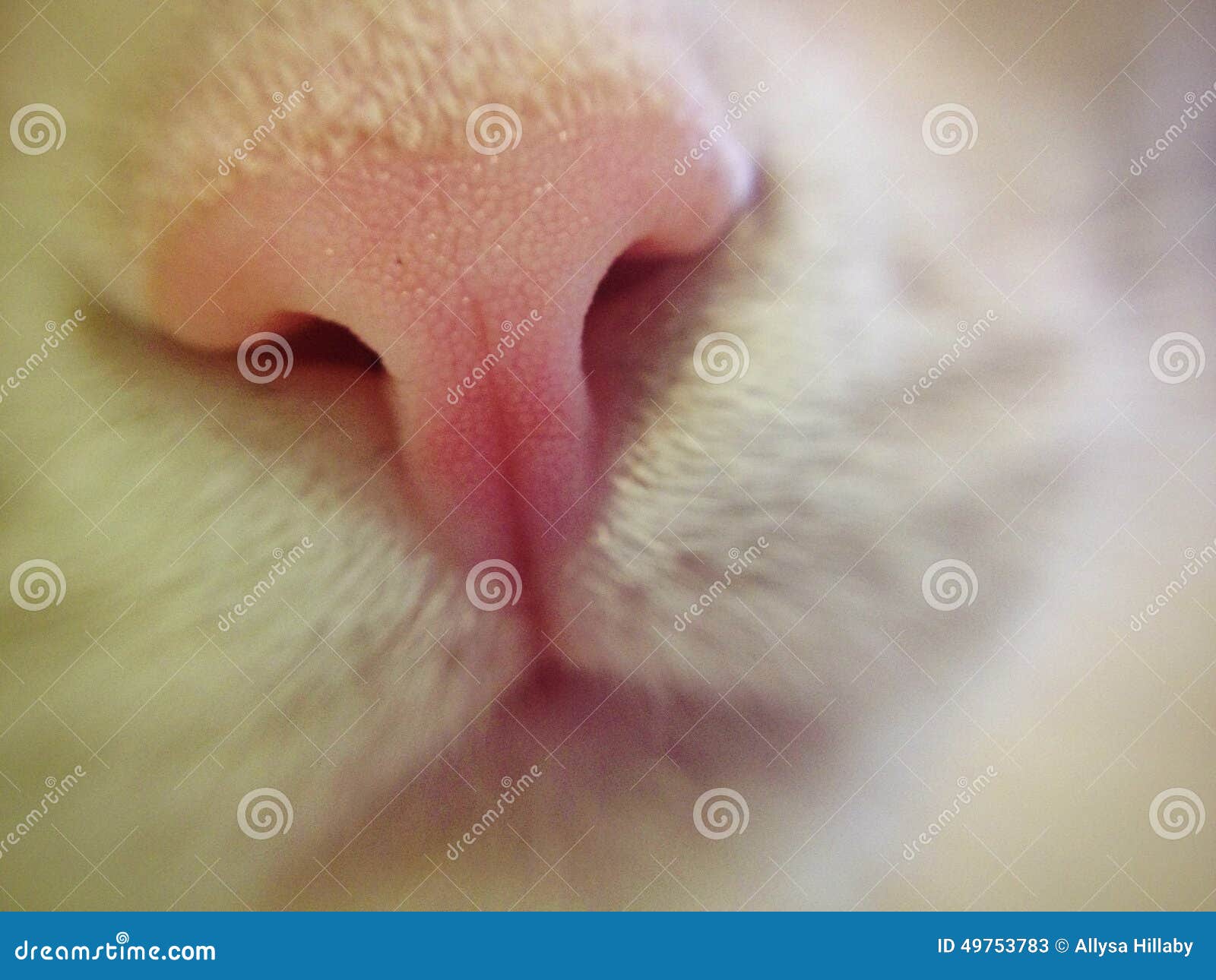 Нос кота. Розовый кошачий нос. Кошки сопли из носа