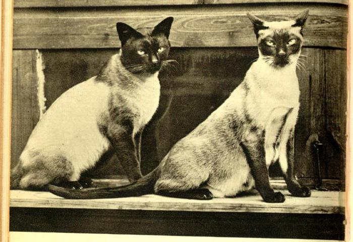  Siamese and Thai cat of distinction
