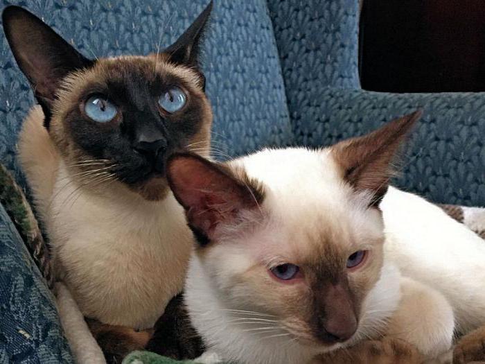  Siamese and Thai cat differences photo