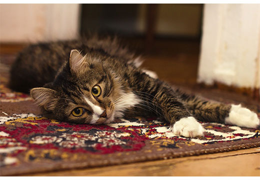 Кот на ковру
