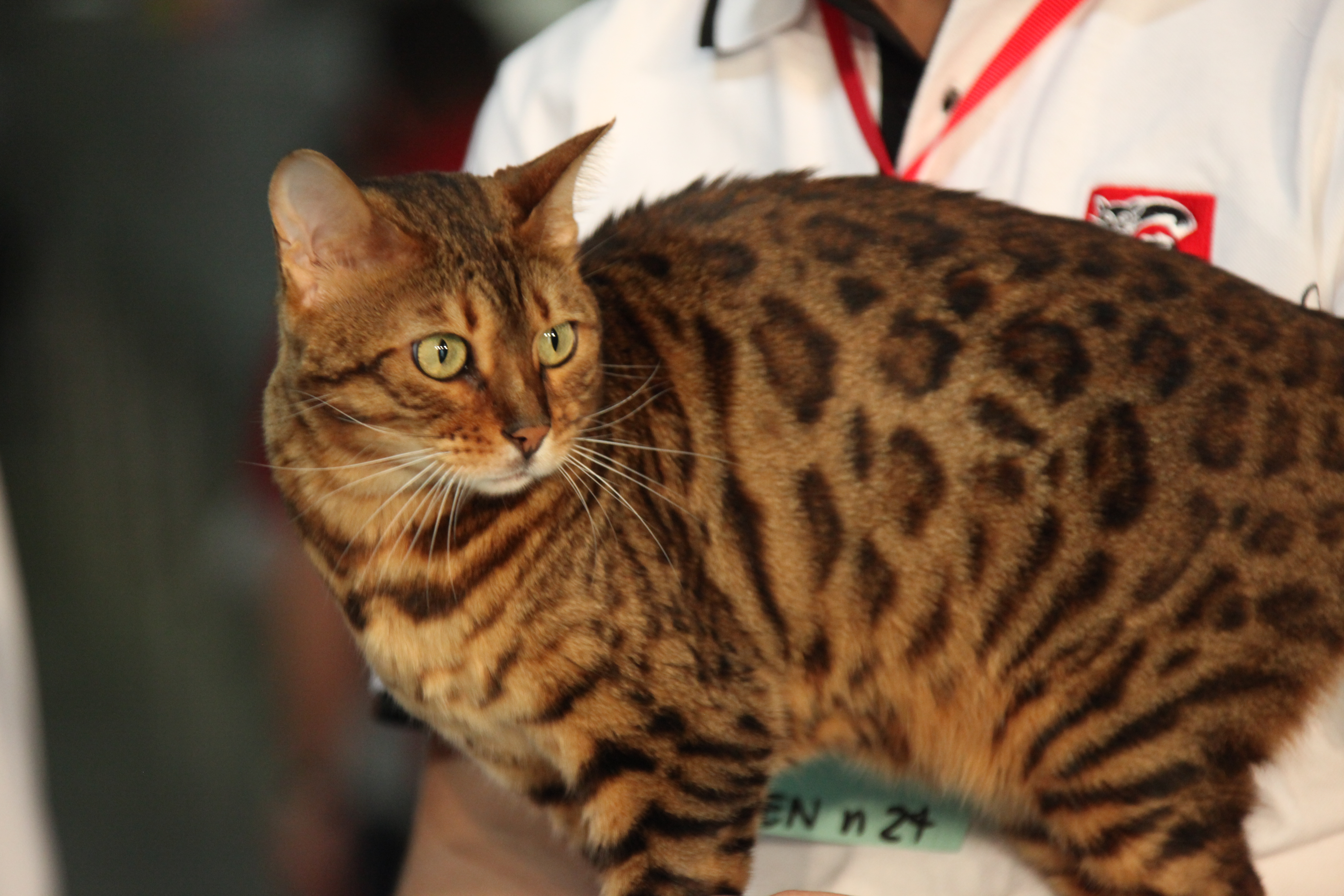 Бенгальская кошка 8 кг