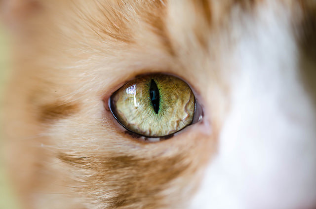 Слезящиеся глаза - повод обратиться к ветеринару