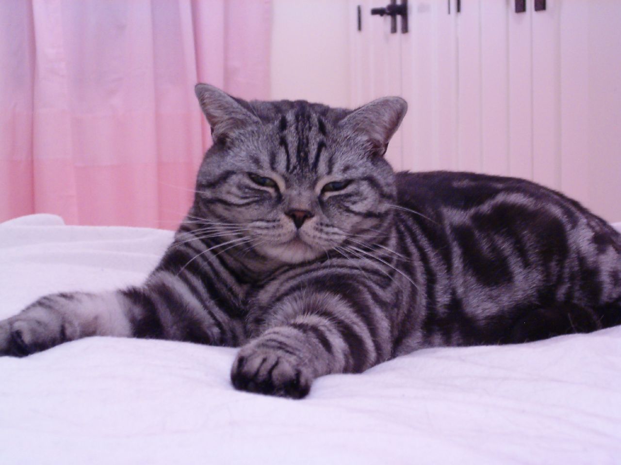 Британский кот окраса табби