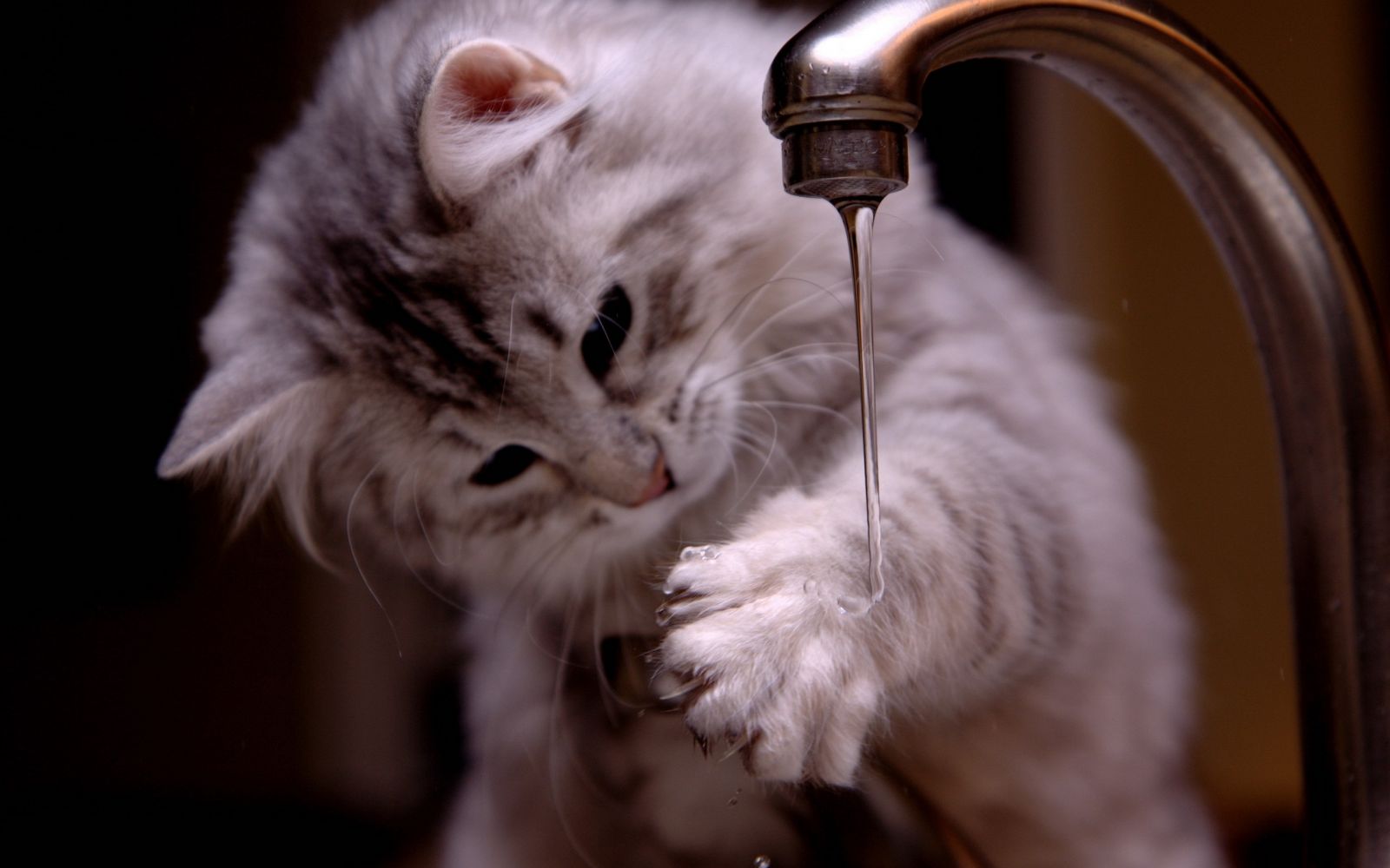 кошки не боятся воды