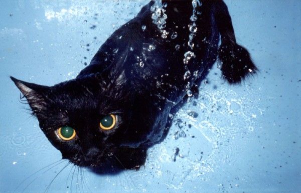 боятся ли кошки воды