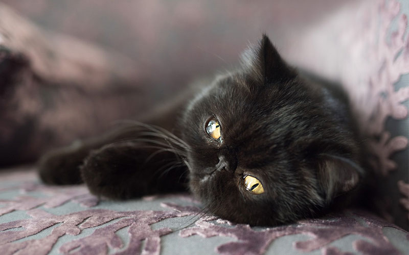 Имена для черного кота и кошки