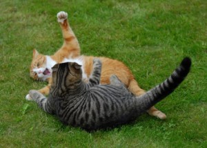 Агрессия между котами