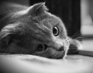 Лечение эпилептических припадков у кошек и котов