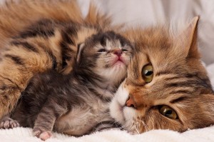 Проблемы после родов у кошек