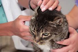 Как лечить ушную чесотку у кошек и котов