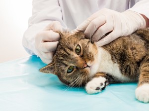Лечение отодекоза (ушной чесотки) у кошек и котов