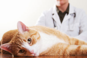 Признаки и лечение гипогликемии у кошек и котов