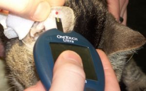 Содержание кошек и котов с диабетом