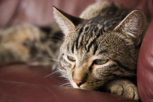 Как лечится сахарный диабет II типа у кошек и котов?