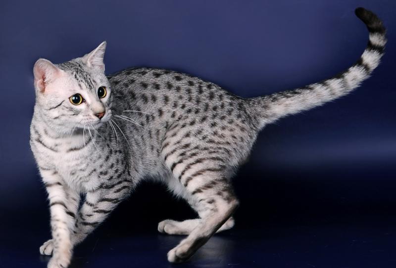 Кошка породы египетская мау