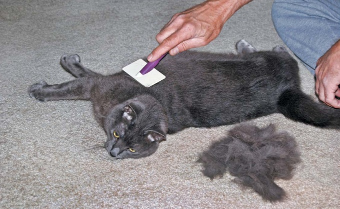 Короткошерстную кошку можно вычесывать раз в неделю