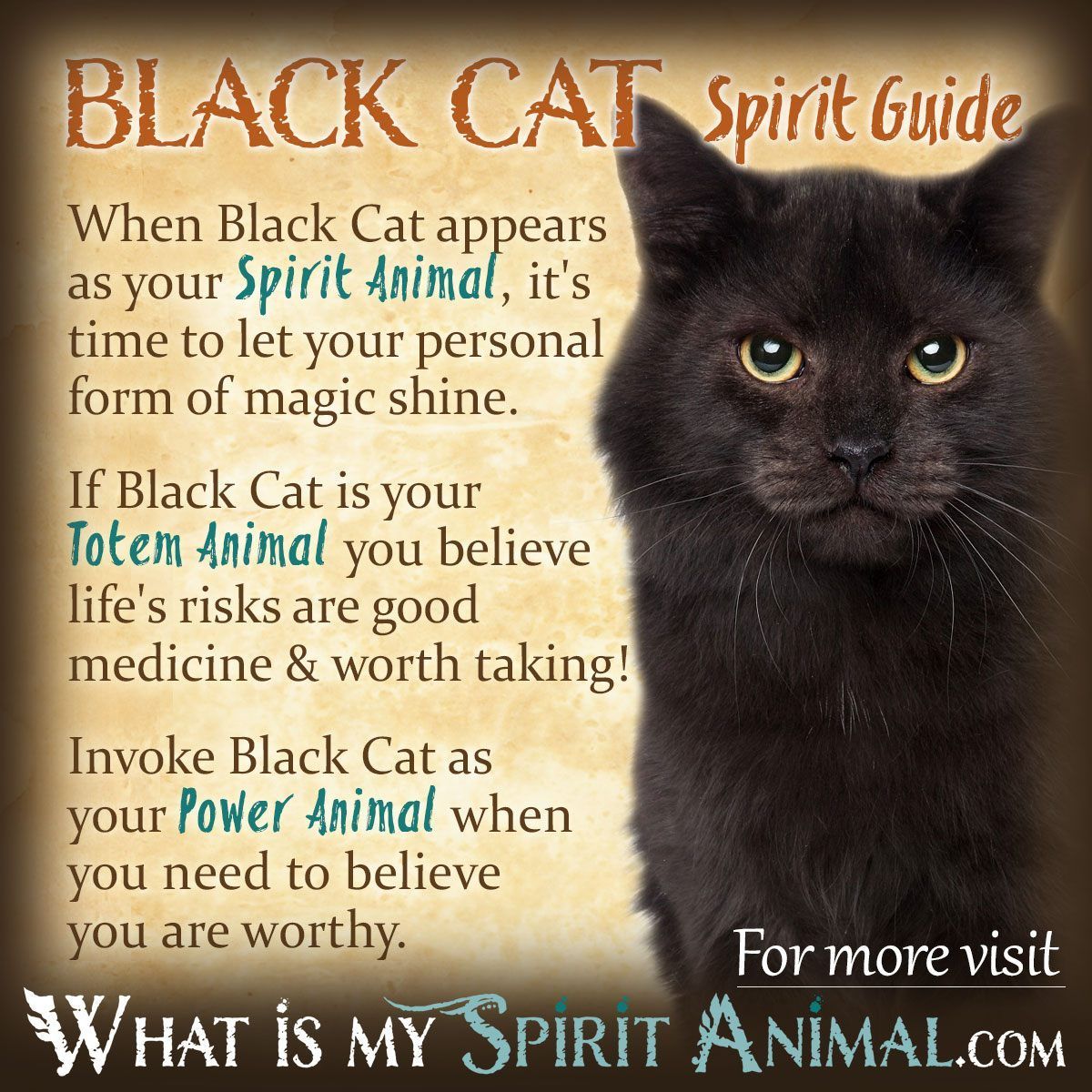Black Cat Meaning & Symbolism 1200x1200