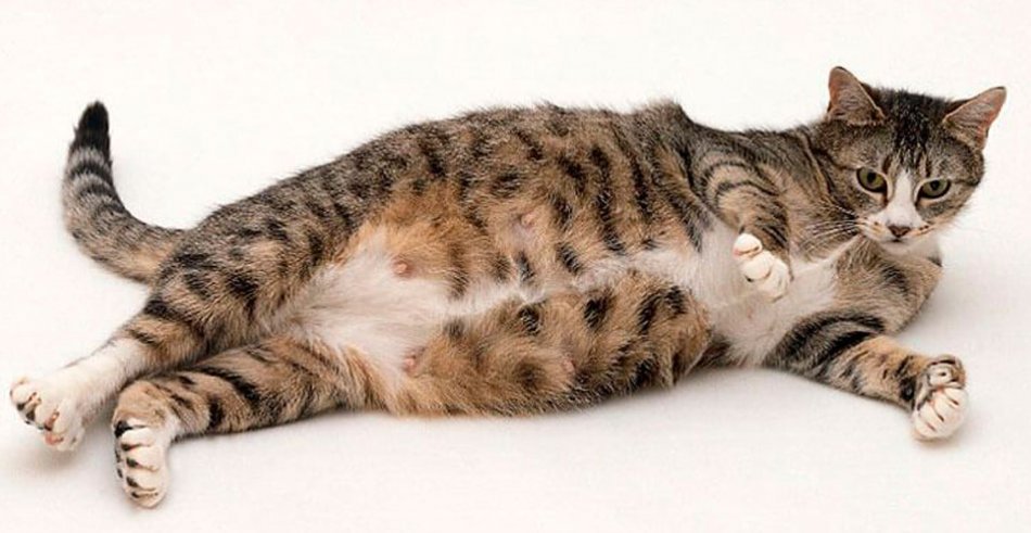 Беременная кошка фото