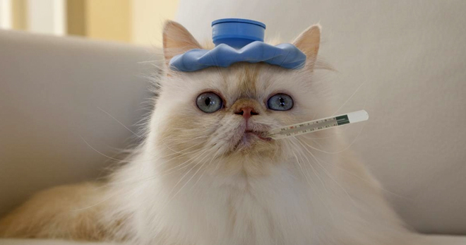 Какая температура у кошек читается нормальной - следим за здоровьем любимца