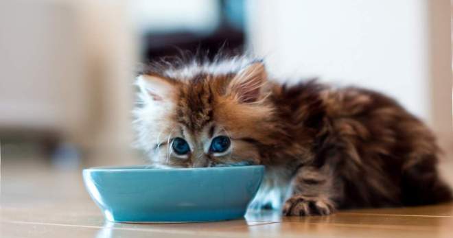 Чем кормить месячного котенка - как правильно составить рацион?