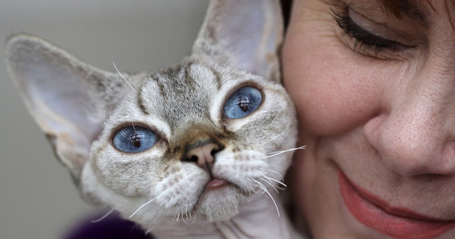 Гипоаллергенные кошки – что это за животные, особенности и породы с такой характеристикой