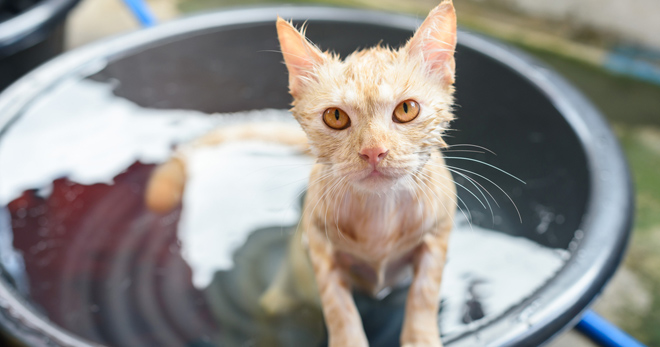 Шампунь для кошек – какое средство выбрать для мытья короткошерстного, длинношерстого и лысого животного?