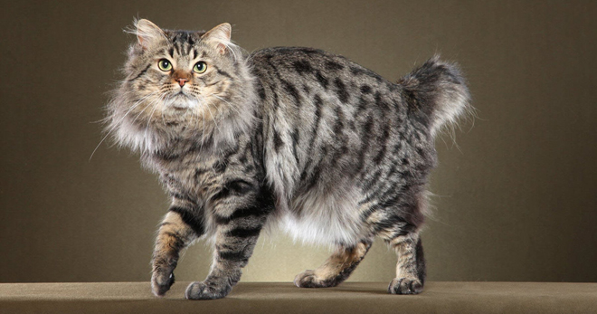 Кошка бобтейл – характеристика породы, описание внешнего вида и черт характера
