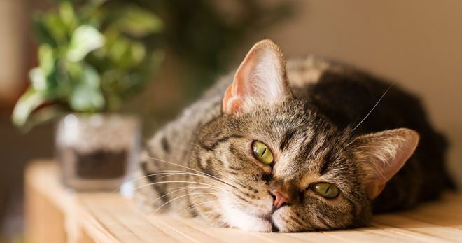 Сколько живут кошки в домашних условиях – длительность жизни дворовых, породистых, стерилизованных животных