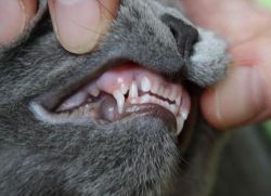Меняются ли у кошек зубы 