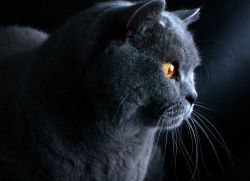 Британская голубая кошка описание породы
