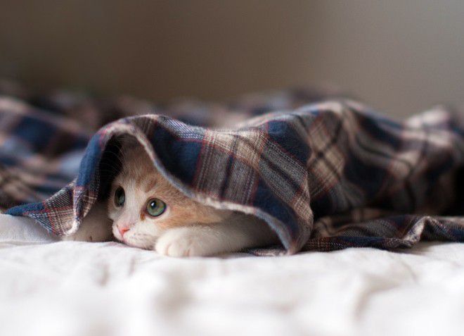 лечение запора у котенка в домашних условиях
