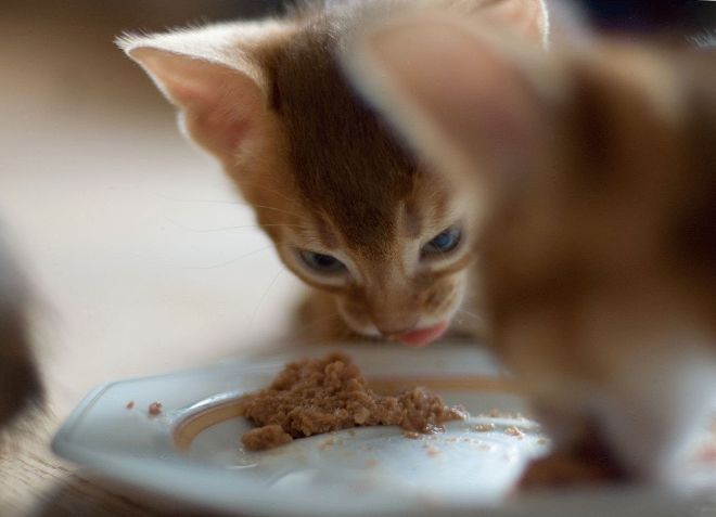 чем кормить котенка при запоре