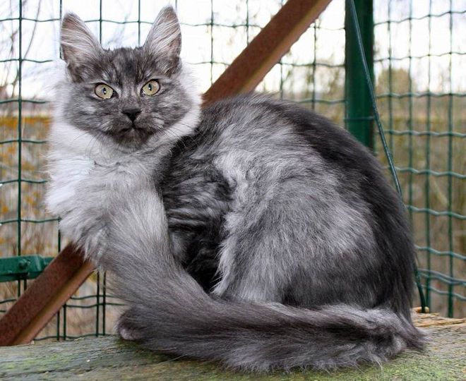 дымчатая ангорская кошка