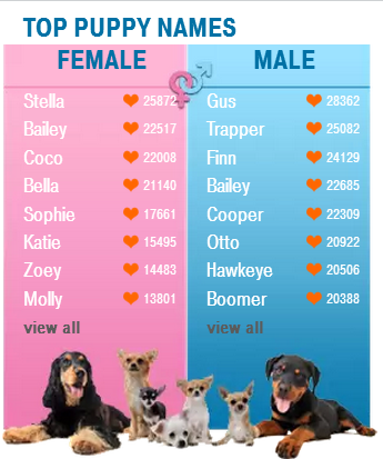 Имена для сучек. Клички для собак девочек. Имена для собак мальчиков. Имя для щенка. Красивые имена для собачек девочек.