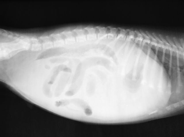Рентген кошки