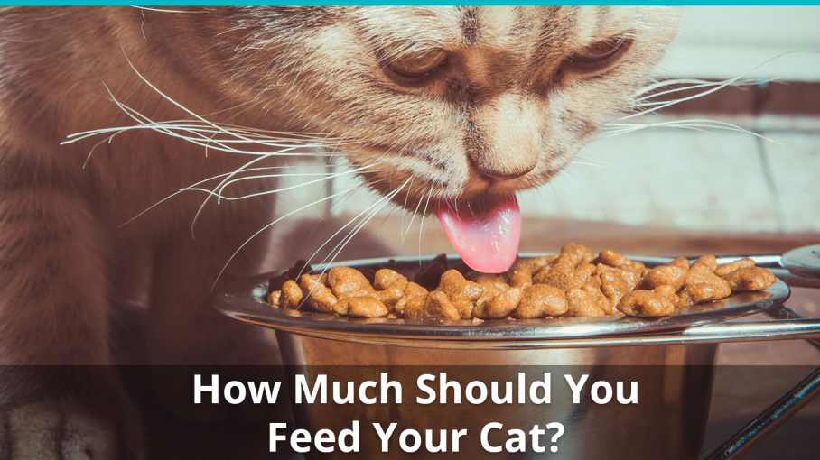 how much feed cat