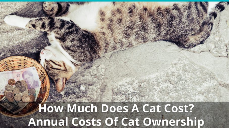 how much does cat cost