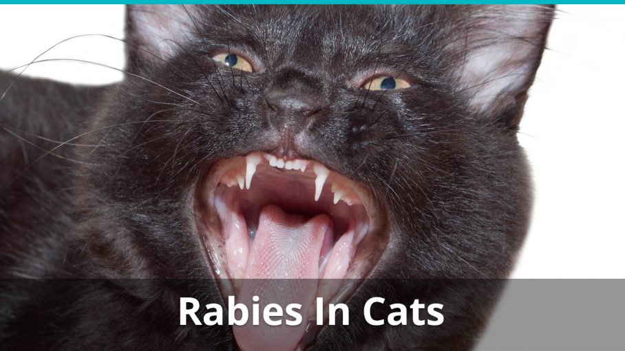 cat rabies treatment symptoms