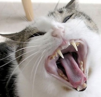 челюсти и зубы кошки