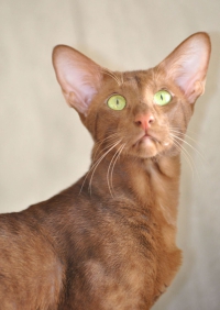 ориентальная кошка описание породы