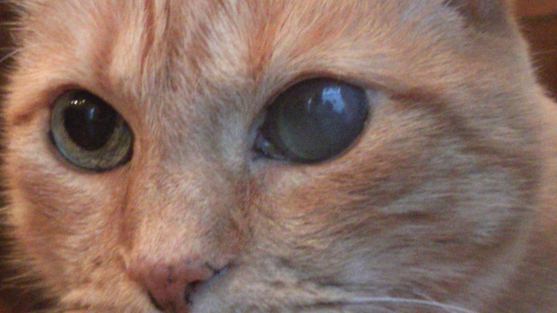 Глаукома и катаракта у кошек