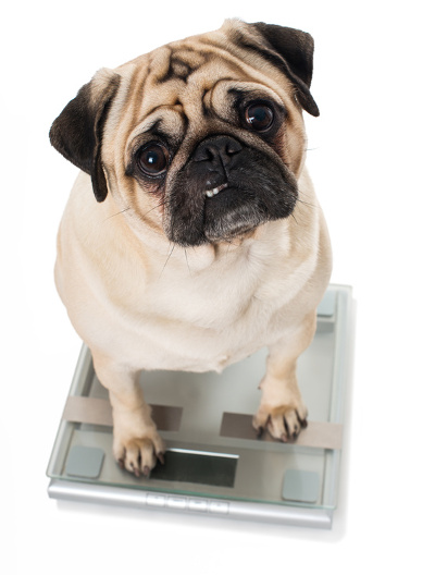 Pug being weighed on scale