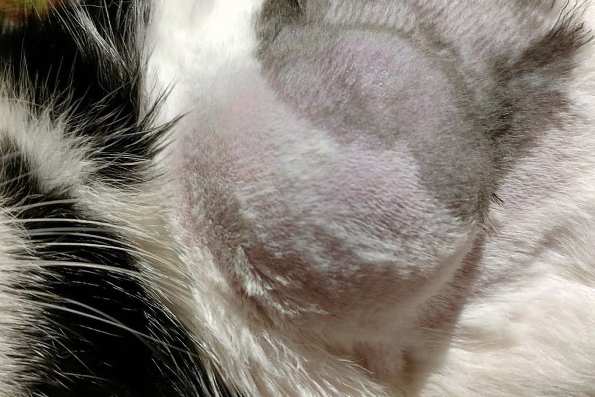 Онкология молочной железы у кошки фото