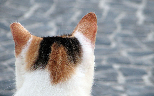 Загадочная кошка с "двумя лицами": необычный окрас животных