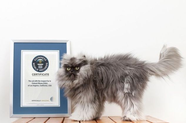 Самый пушистый кот в мире и другие известные коты