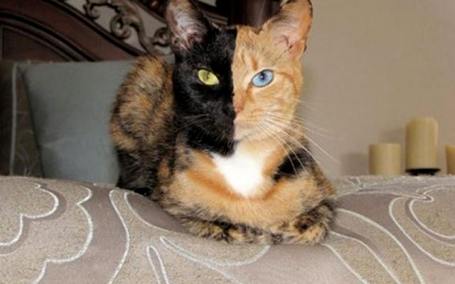Загадочная кошка с "двумя лицами": необычный окрас животных
