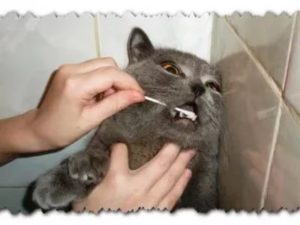почистить зубы кошке 