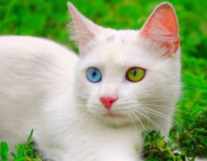 Здоровье кошек с гетерохромией