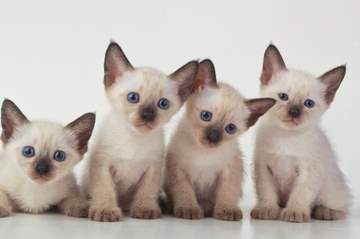 Curious Siamese kittens